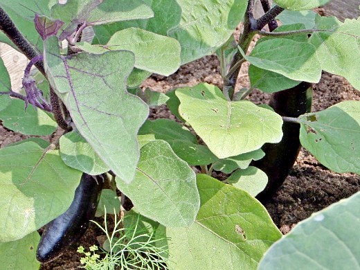 Как повысить урожайность баклажанов