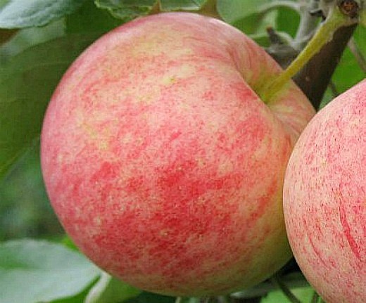 Лучшие сорта яблонь с описанием и фото