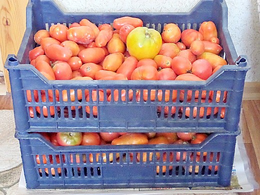 Как повысить урожайность помидор