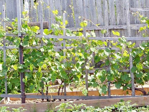 Выращивание винограда из черенков